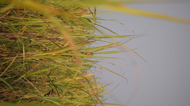 Striated Babbler - ML647071012