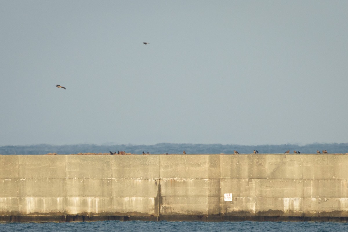 黑鳶(lineatus/formosanus) - ML647071016