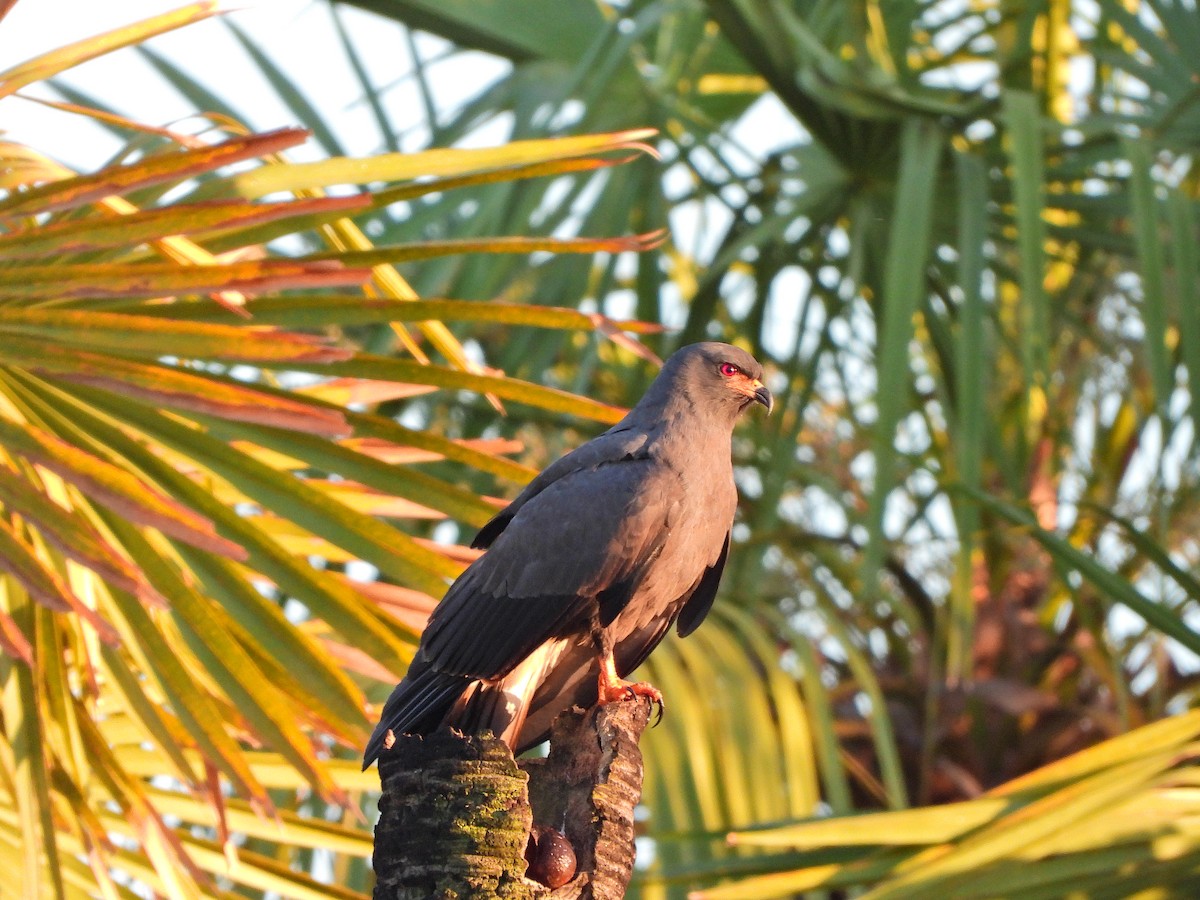 Snail Kite - ML647071033