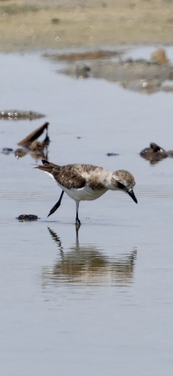 Tibet Cılıbıtı - ML647071041