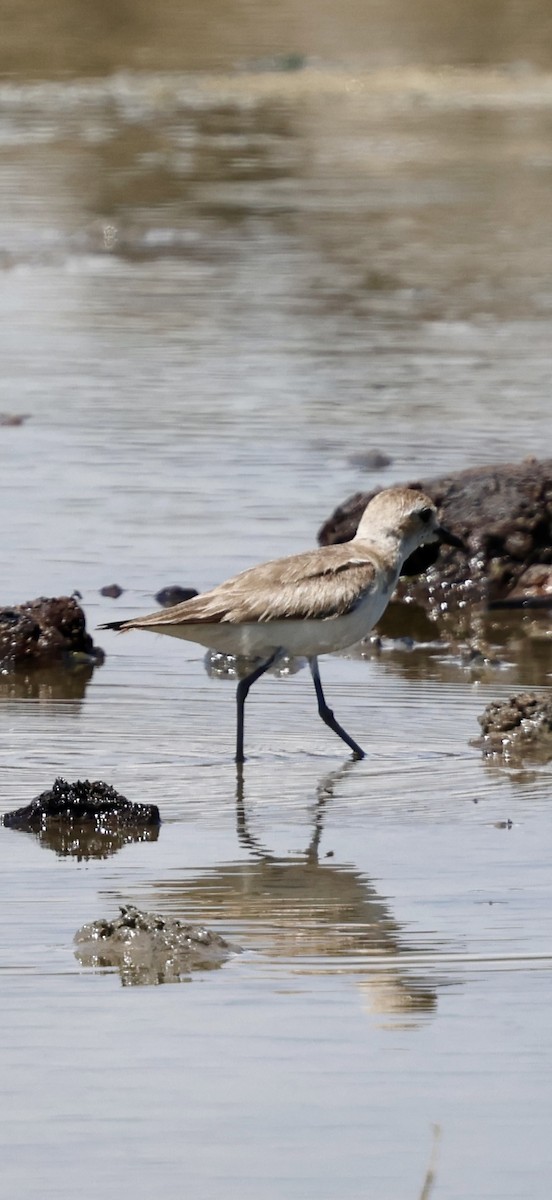 Tibet Cılıbıtı - ML647071042