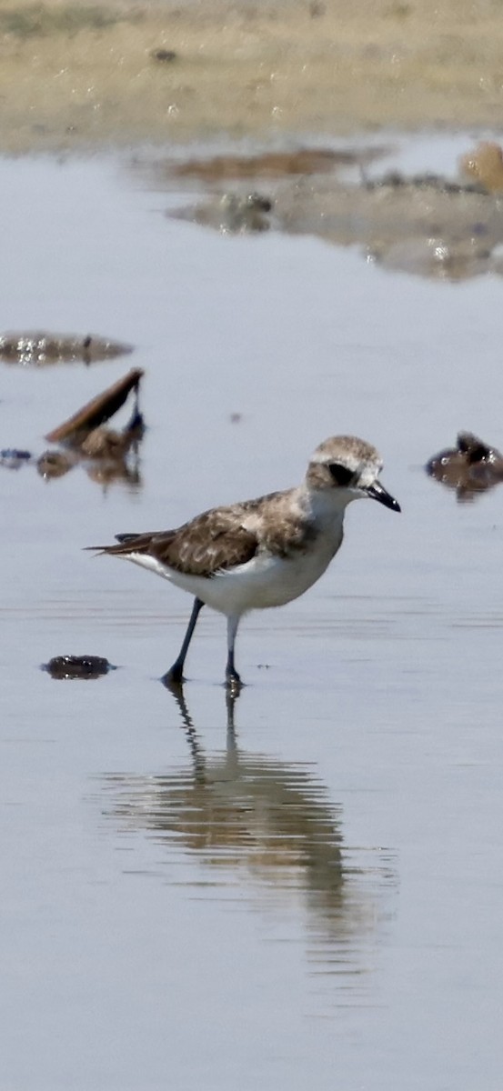 Tibet Cılıbıtı - ML647071043