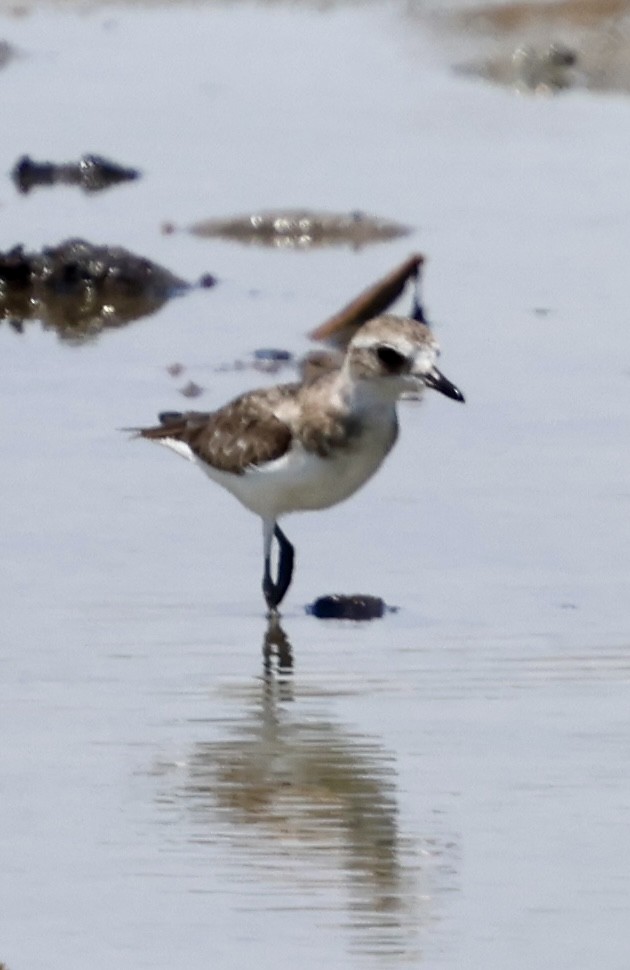 Tibet Cılıbıtı - ML647071044