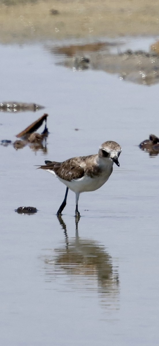 Tibet Cılıbıtı - ML647071045