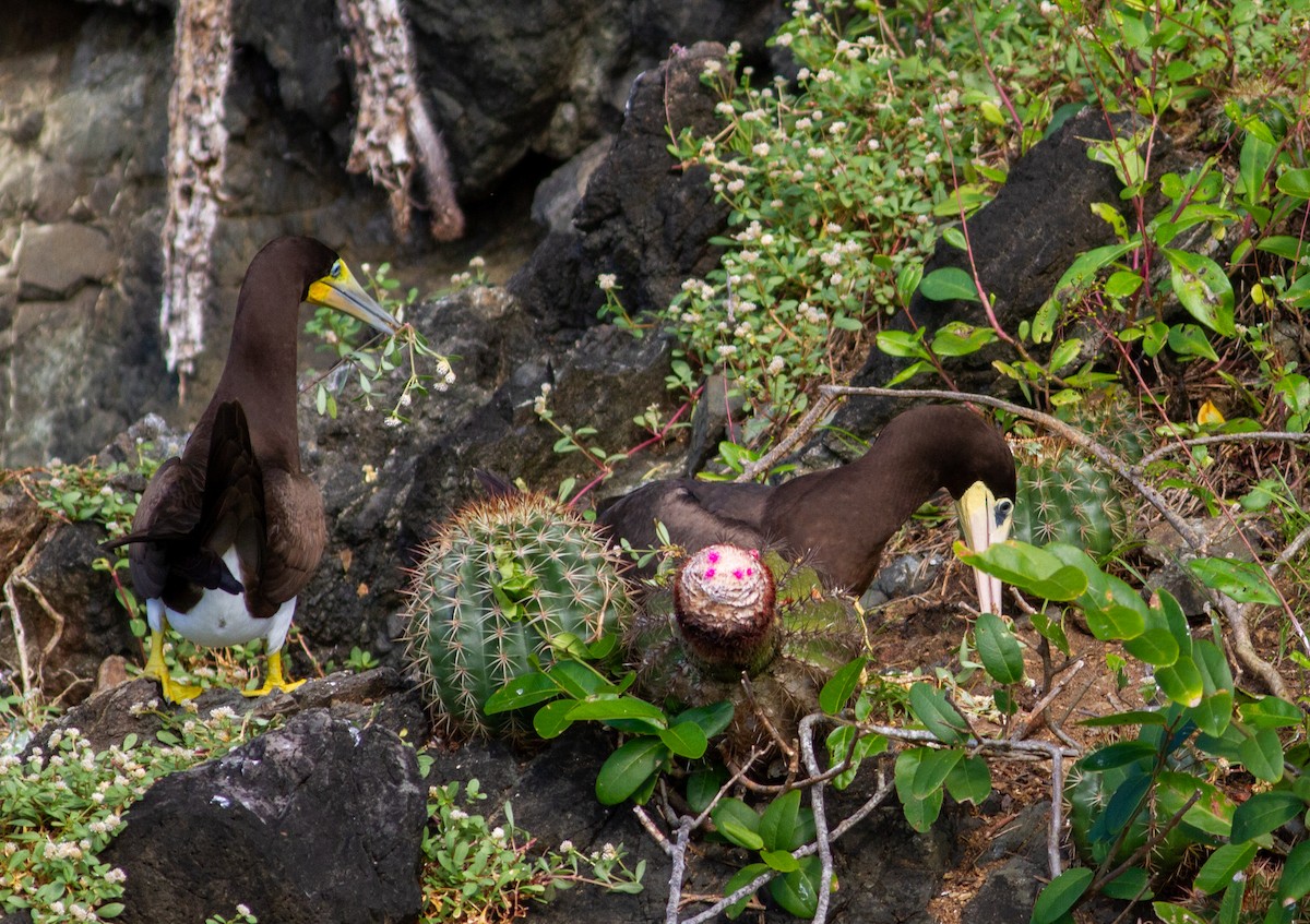 Brown Booby - ML647071047