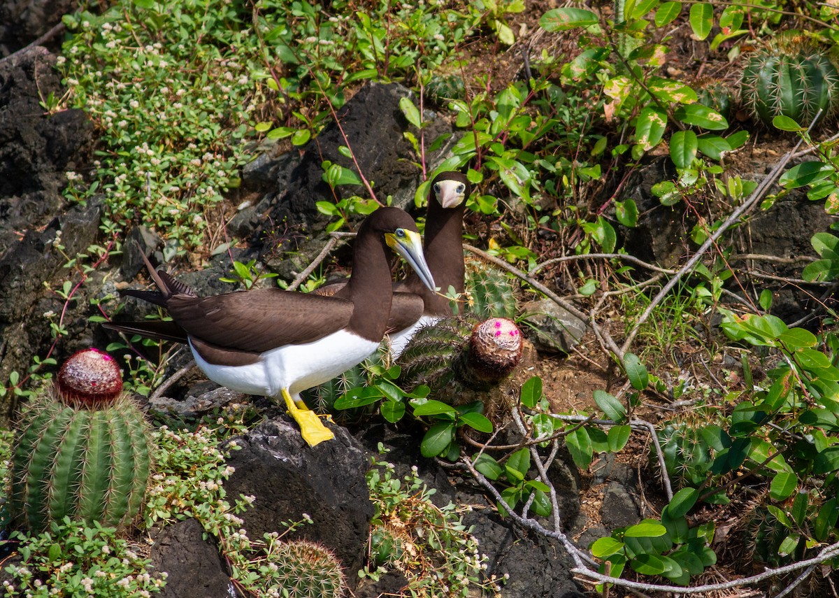Brown Booby - ML647071048