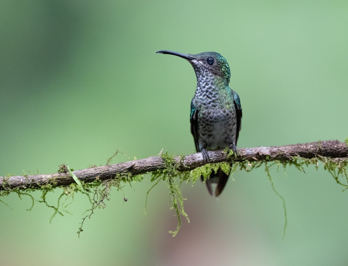 White-necked Jacobin - ML647071049