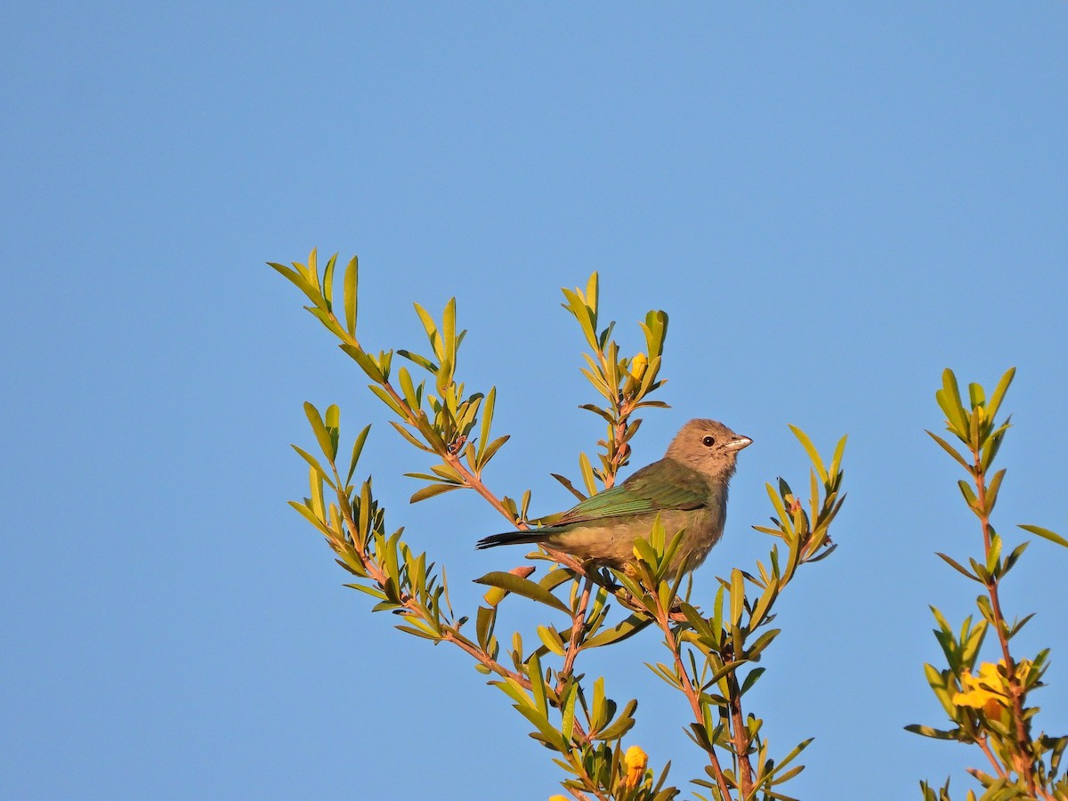 Sayaca Tanager - ML647071050
