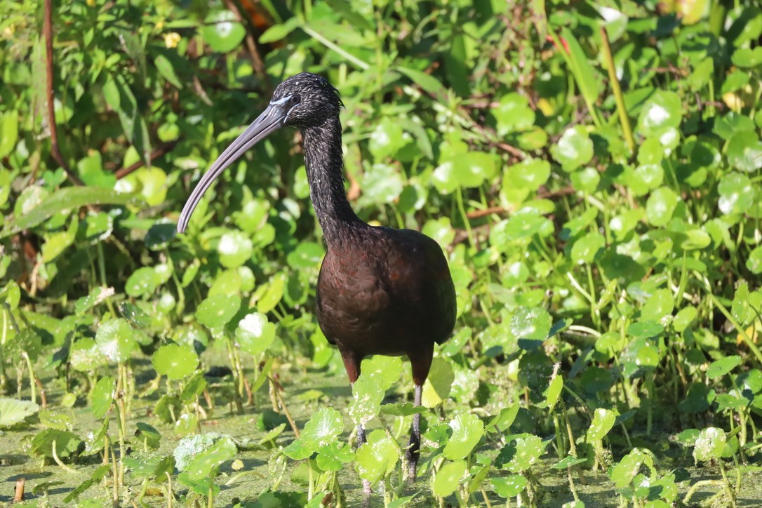 Glossy Ibis - ML647071051