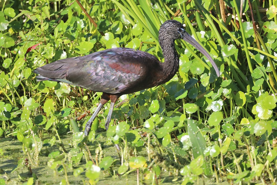 Glossy Ibis - ML647071052