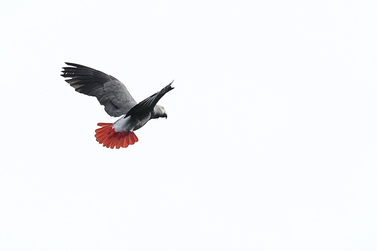 Gray Parrot - ML647071053