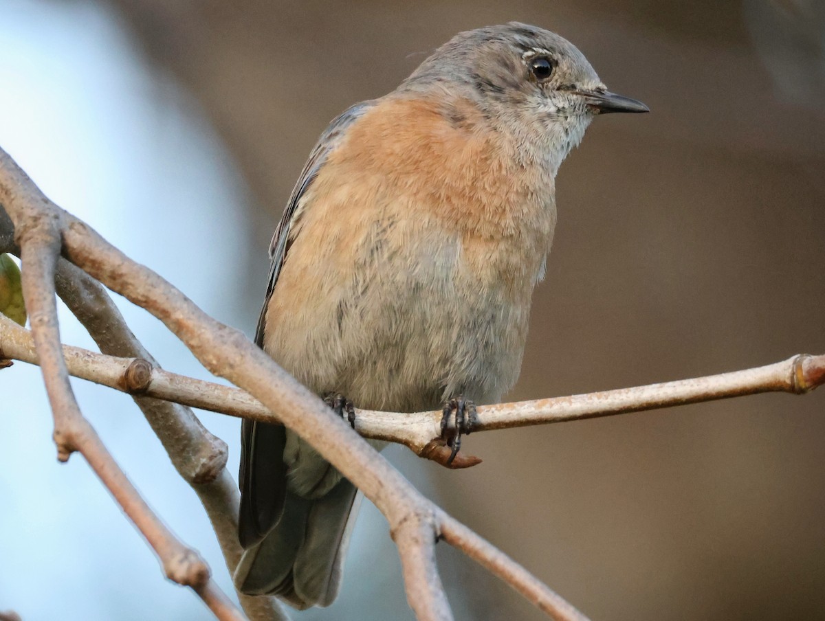 Western Bluebird - ML647071057