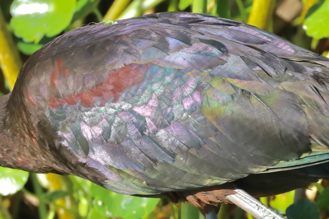 Glossy Ibis - ML647071058