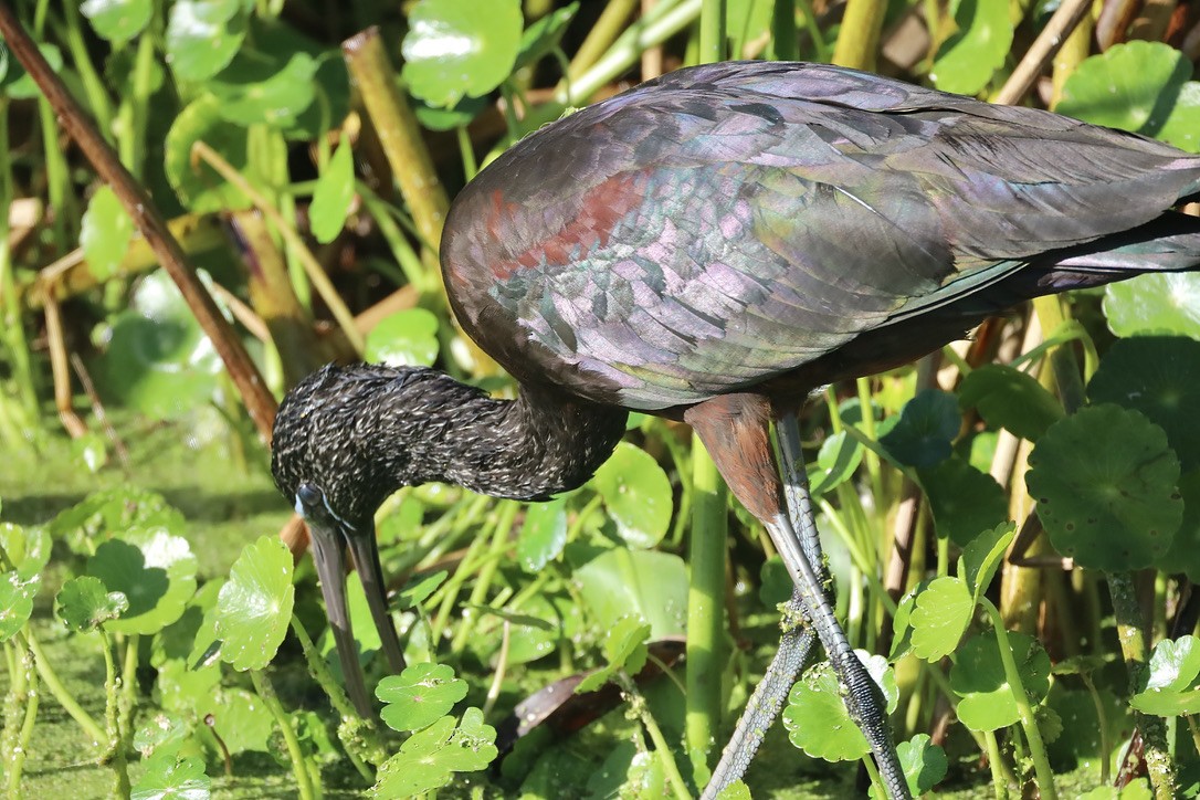 Glossy Ibis - ML647071059