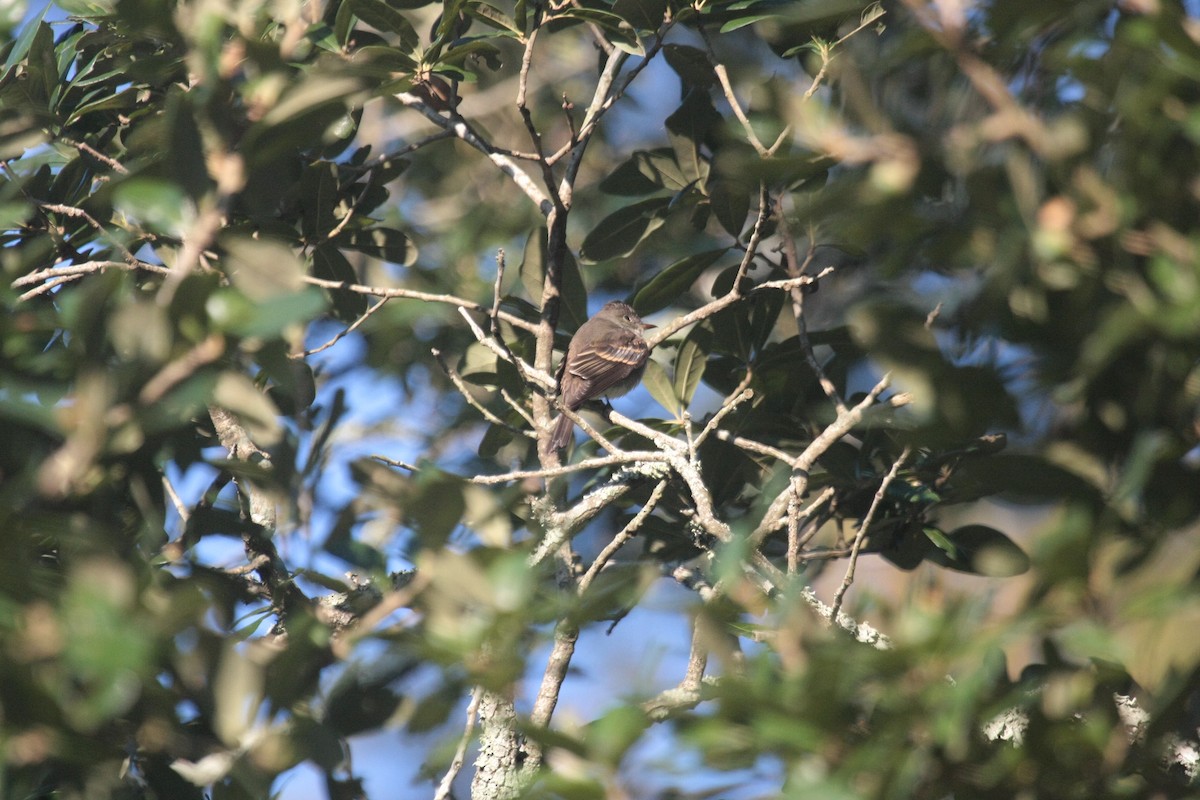 Eastern Wood-Pewee - ML647071060