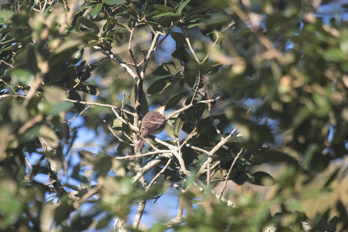 Eastern Wood-Pewee - ML647071061