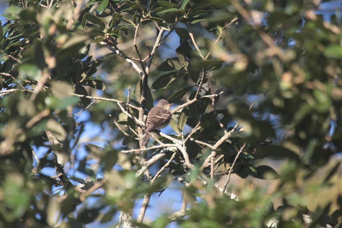 Eastern Wood-Pewee - ML647071062