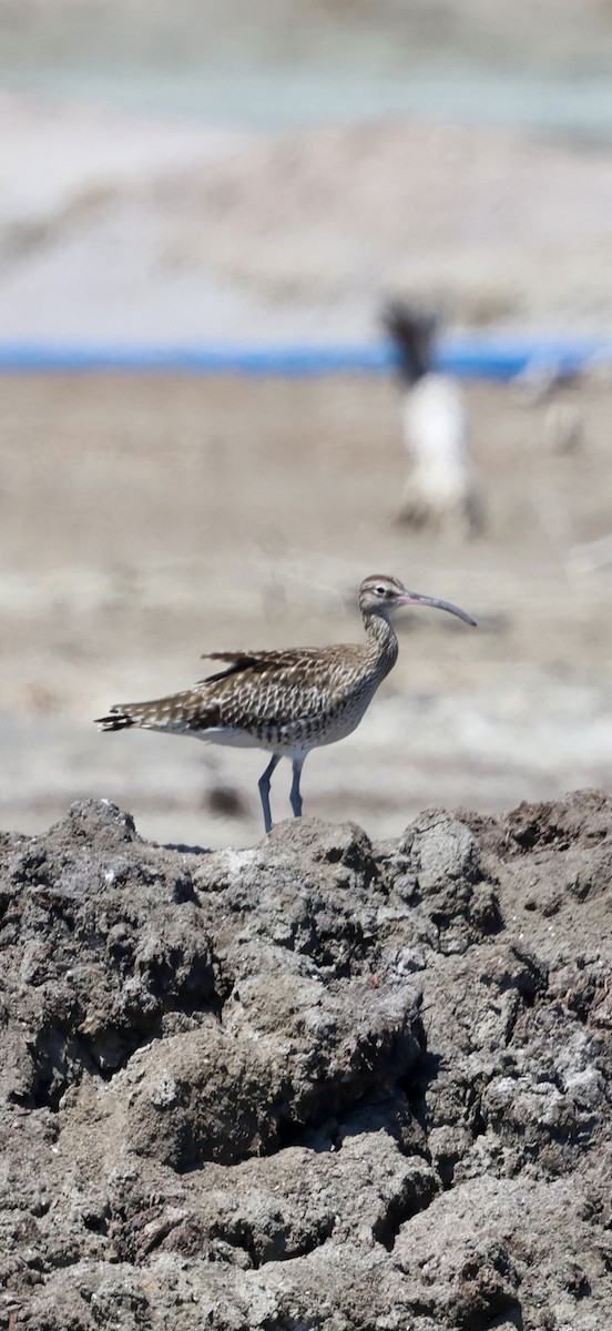 Eurasian Whimbrel - ML647071063