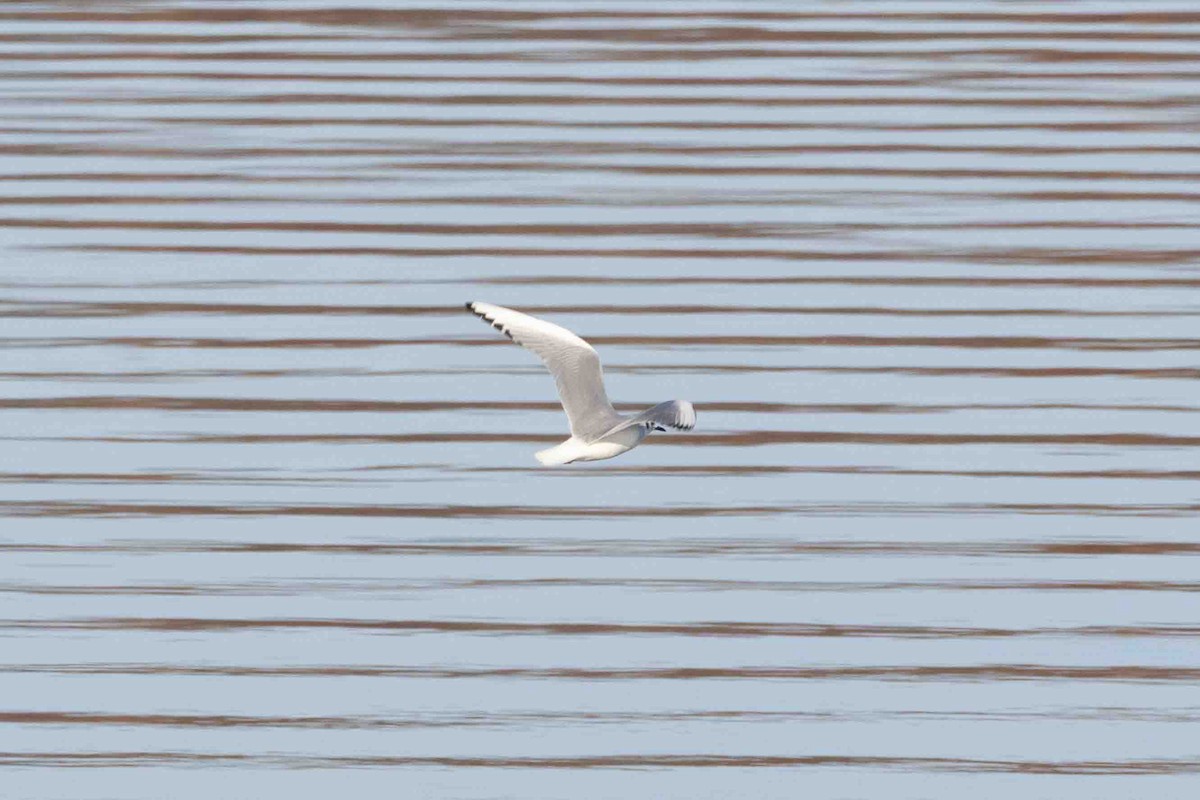 Bonaparte's Gull - ML647071064