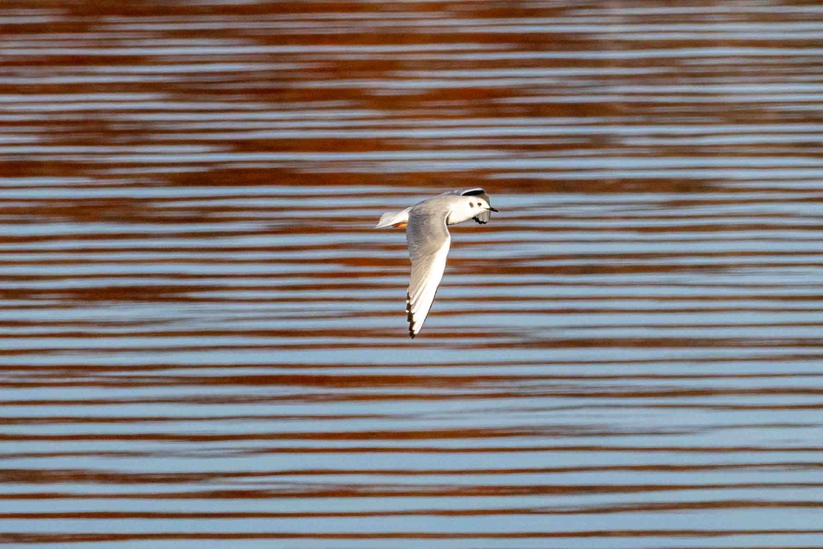 Bonaparte's Gull - ML647071065