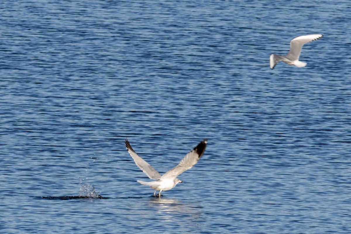 Bonaparte's Gull - ML647071066
