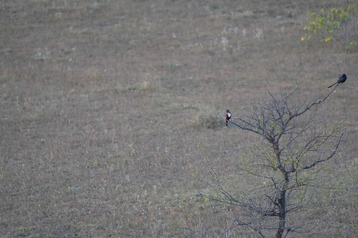 White-throated Kingfisher - ML647071067