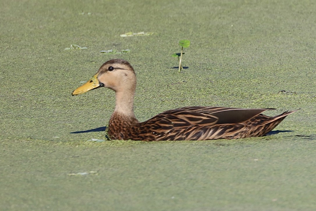 Mottled Duck - ML647071068