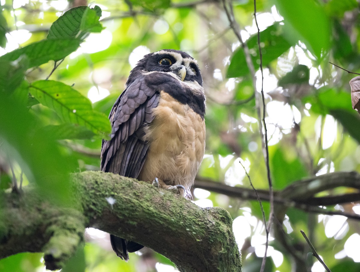 Spectacled Owl - ML647071070
