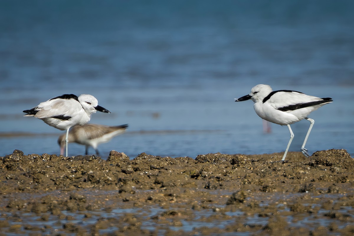 Crab-Plover - ML647071071