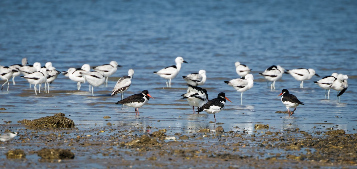 Crab-Plover - ML647071072