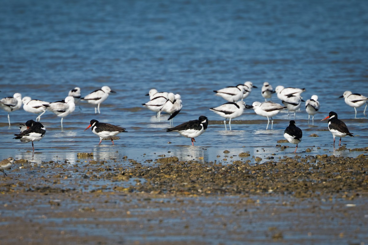Crab-Plover - ML647071073