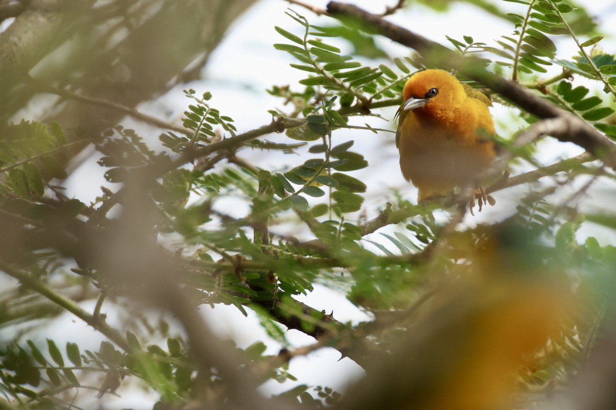 Orange Weaver - ML647071075