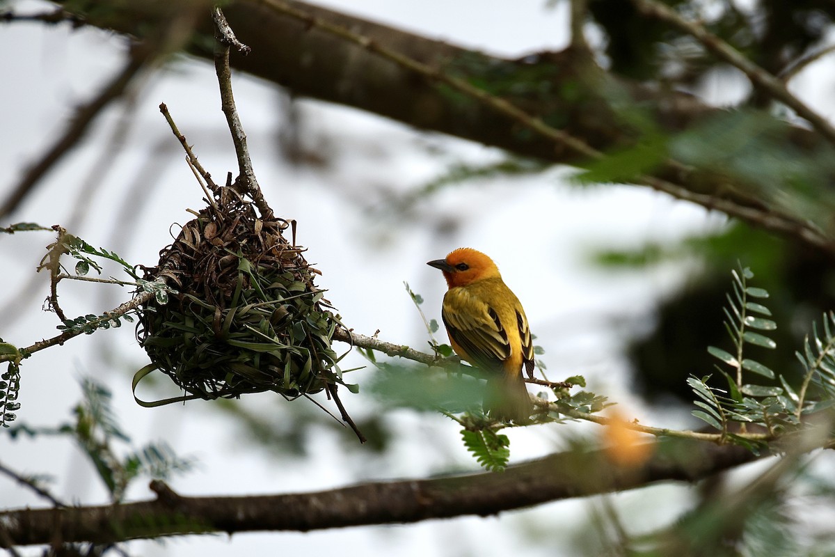 Orange Weaver - ML647071076