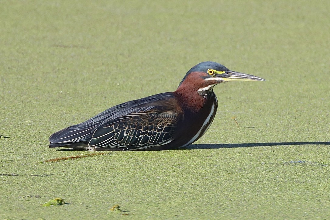 Green Heron - ML647071078