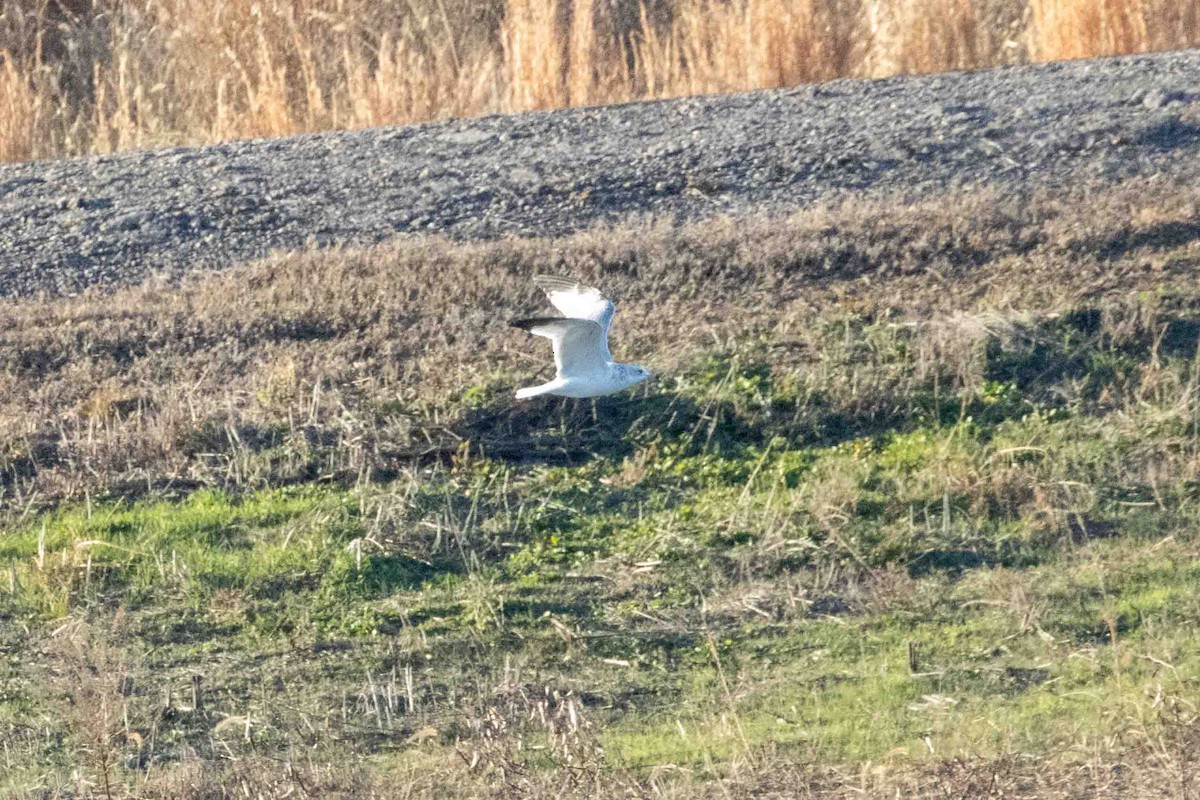Ring-billed Gull - ML647071079