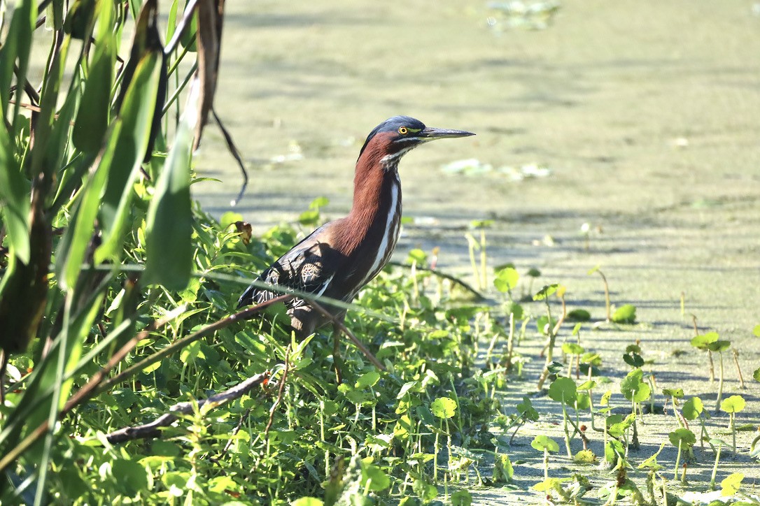 Green Heron - ML647071080