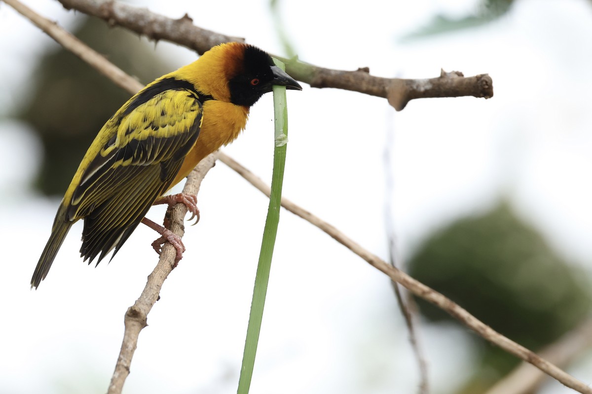 Village Weaver - ML647071081