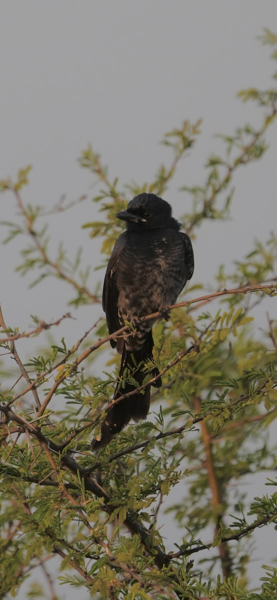 Black Drongo - ML647071089