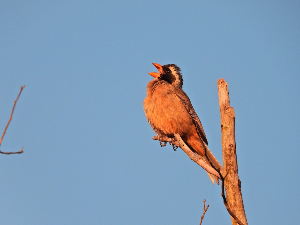 oransjenebbsaltator - ML647071093