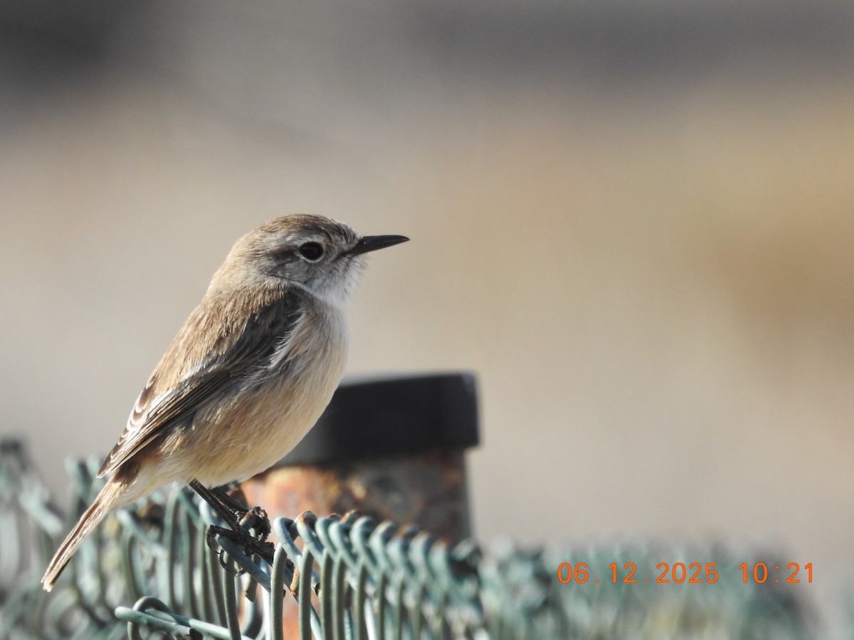 Fuerteventura Stonechat - ML647071099