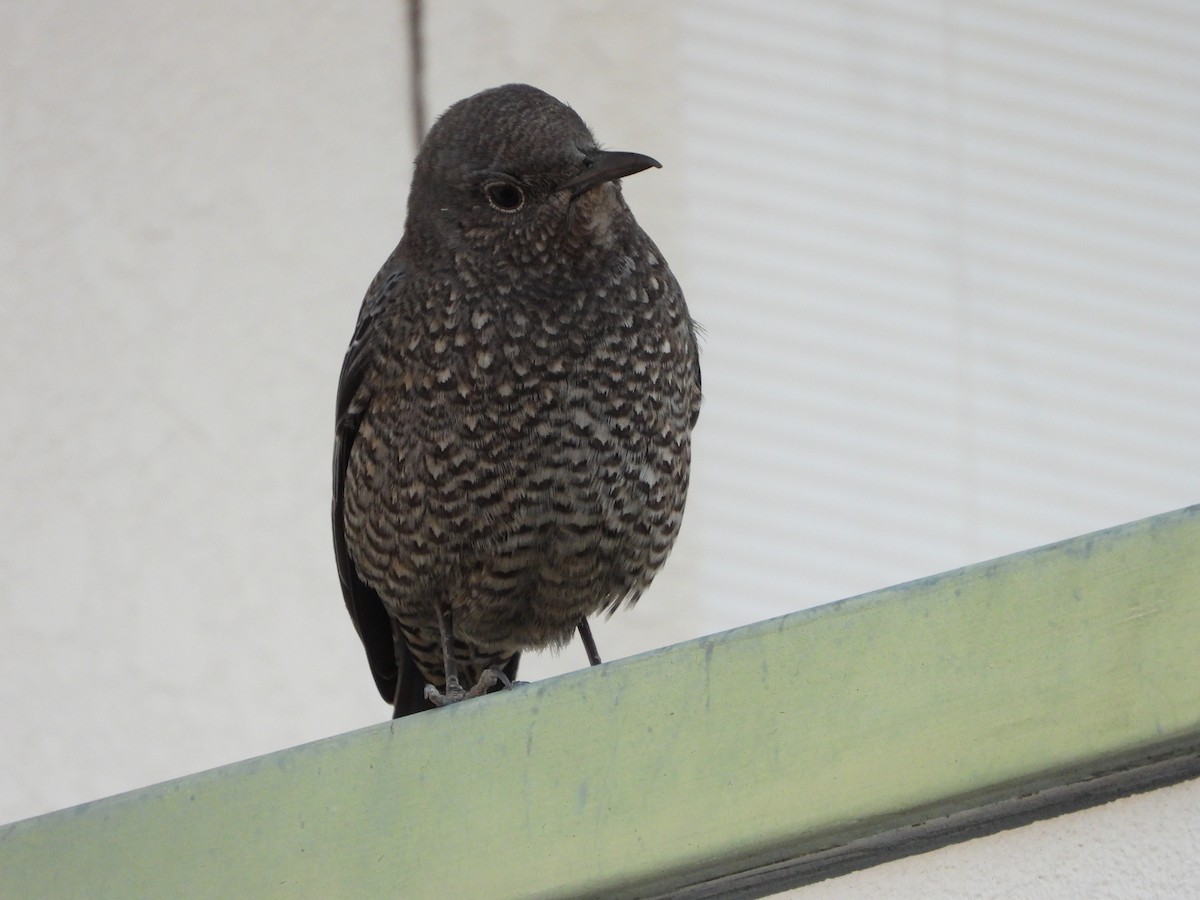 Скеляр синій - ML647071103