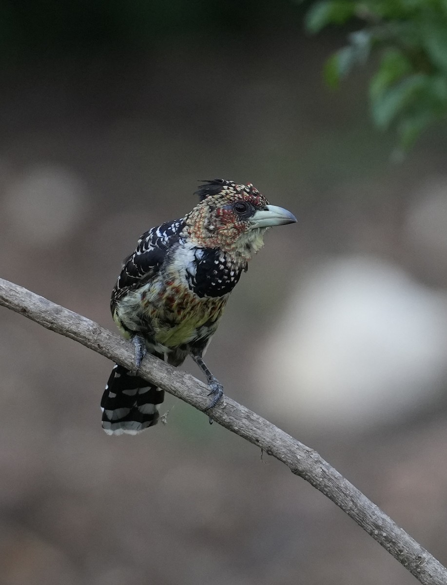 Crested Barbet - ML647071105