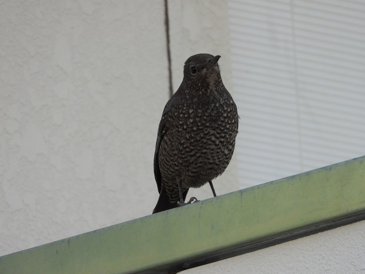 Скеляр синій - ML647071108