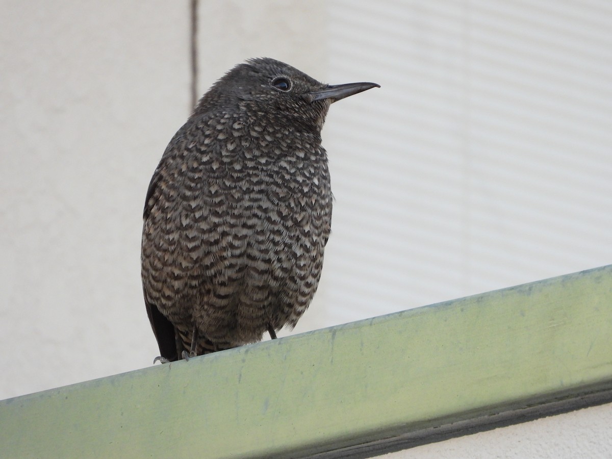 Скеляр синій - ML647071110