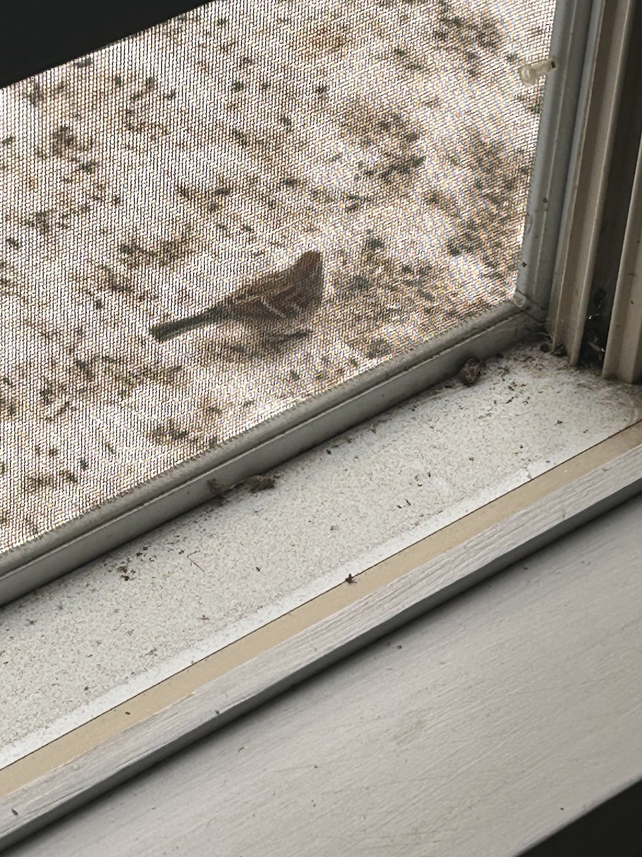 ムナフヒメドリ - ML647071117