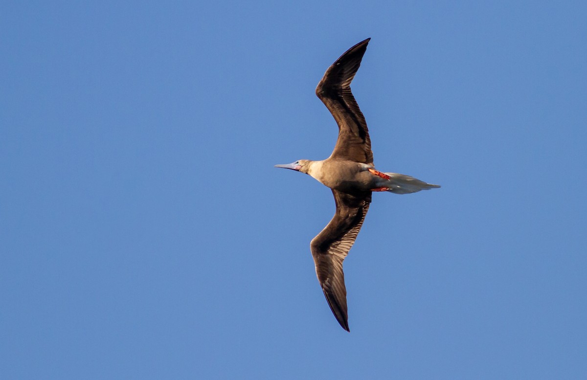 rødfotsule - ML647071119