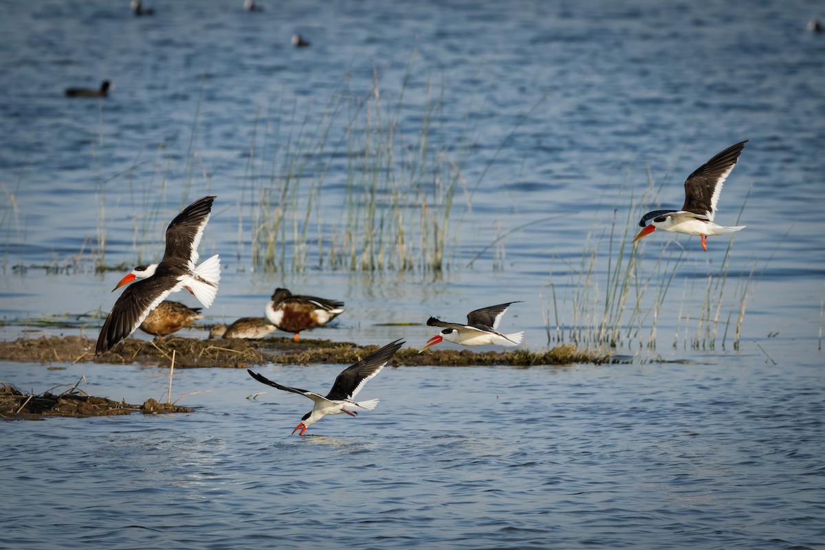 Indian Skimmer - ML647071120