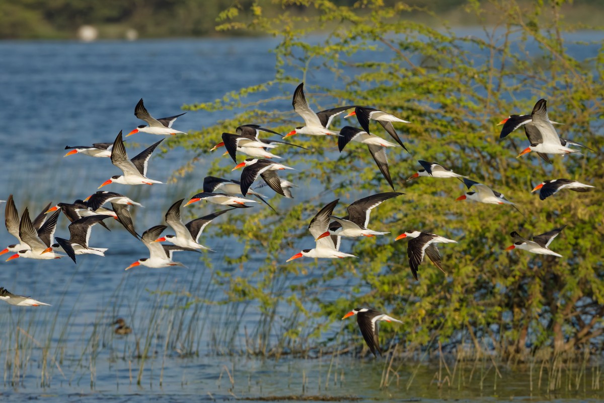 Indian Skimmer - ML647071121