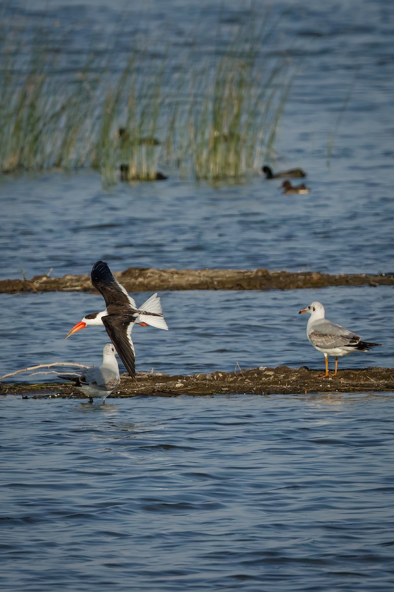 Indian Skimmer - ML647071122