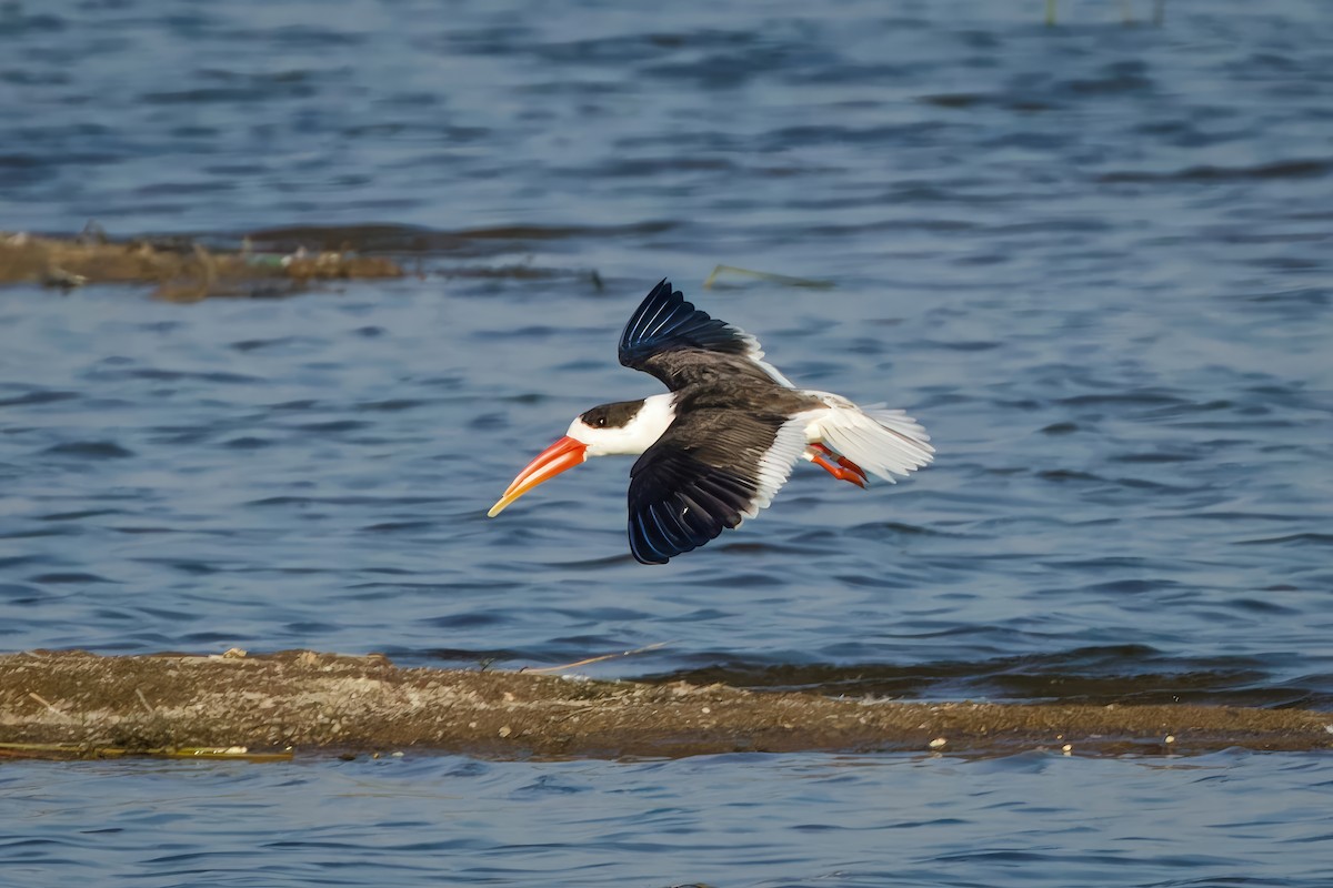 Indian Skimmer - ML647071123